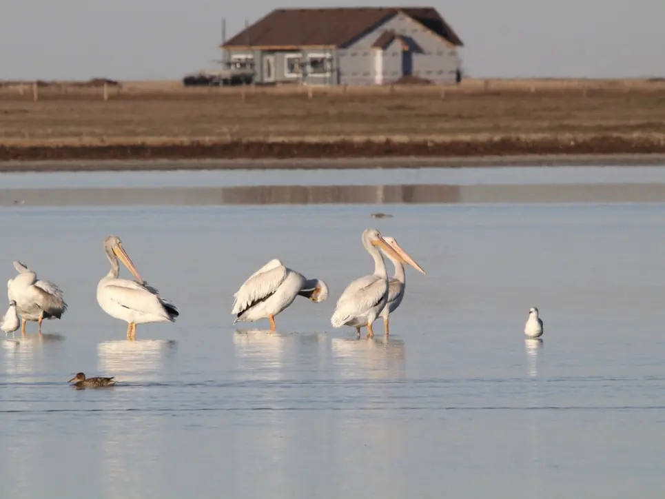 Four American white pelicans standing in the shallow water of Weed Lake near Langdon